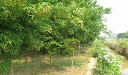 青枫最新爆料新闻,最新爆料事件深度解析